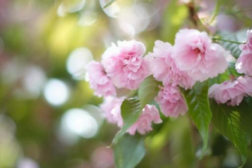 八重桜 八重桜の写真