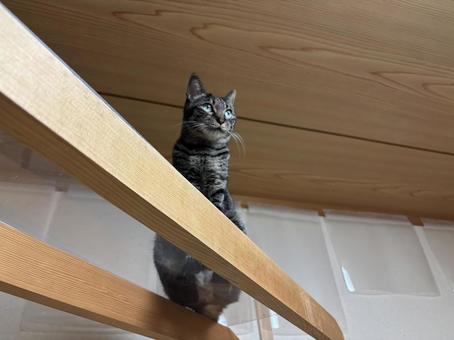 猫 猫の写真