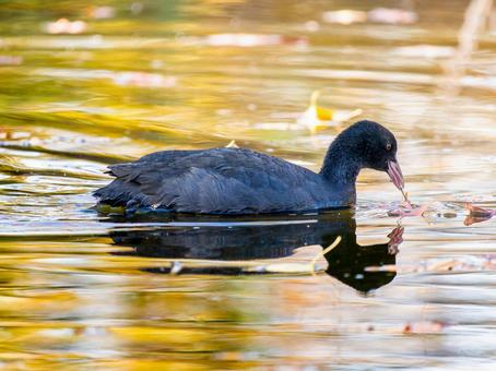 池を泳ぐオオバン オオバン,バン,野鳥の写真素材