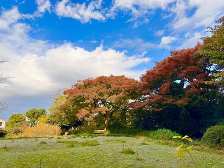 秋の公園と紅葉と空模様 青空,空,ブルースカイの写真素材