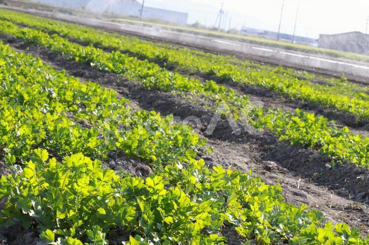 パクチーを育てている畑 パクチー,畑,野菜の写真素材