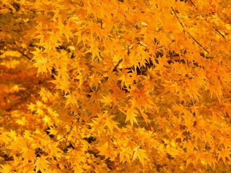 紅葉(背景用) 紅葉(背景用) 紅葉,秋,風景の写真素材