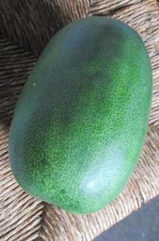 冬瓜 冬瓜,野菜,瓜の写真素材