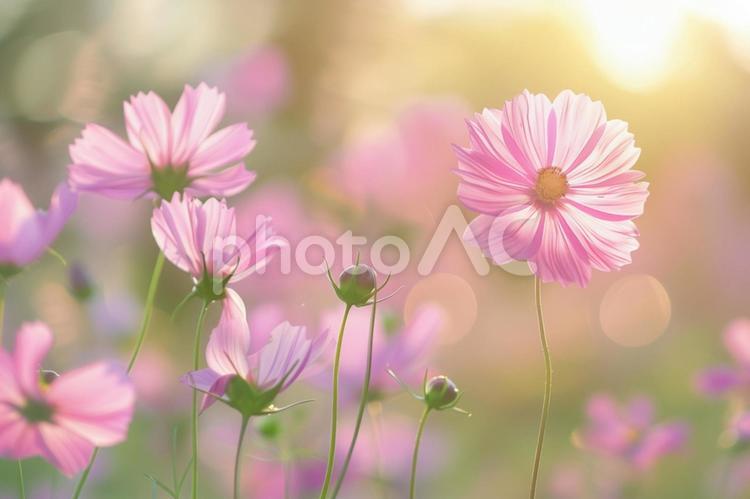 秋風に揺れるコスモスの花 コスモス,秋,花の写真素材