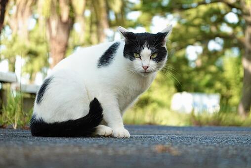 雄のハチワレ白黒猫 ネコ,保護猫,ニャンコの写真素材