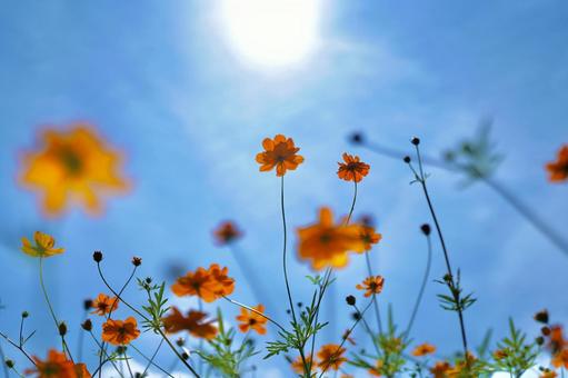自然の感じる風景　青空とオレンジの花畑② 花,オレンジ,青空の写真素材