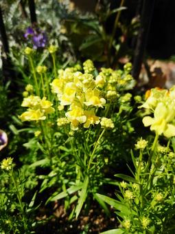 リナリア/姫金魚草 黄(花/蕾) リナリア/姫金魚草 黄(花/蕾) 縦,花,植物の写真素材