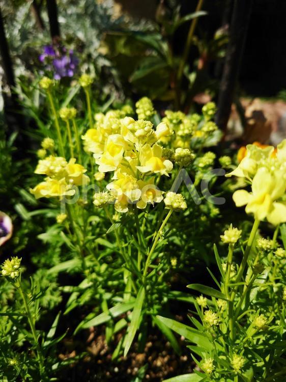 リナリア／姫金魚草　黄（花／蕾） 縦,花,植物の写真素材