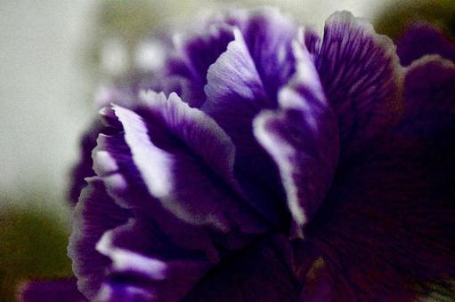 花 花 花,紫,癒しの写真素材