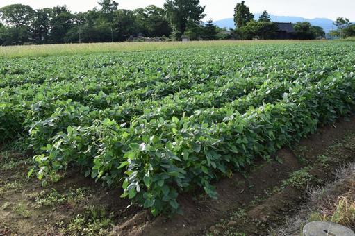 ダイズ畑 ダイズ畑,大豆畑,大豆の写真素材