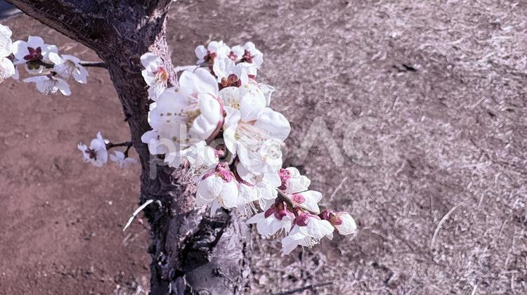 梅の花 梅,花,ハイアングルの写真素材