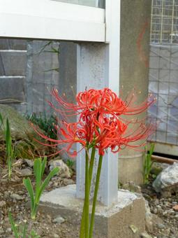 町の掲示板脇で開花したヒガンバナ 町の掲示板脇で開花したヒガンバナの写真