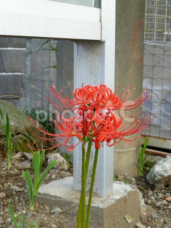 町の掲示板脇で開花したヒガンバナ ヒガンバナ,花,植物の写真素材
