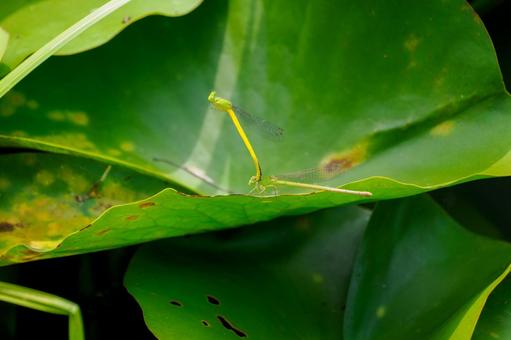 Photo, dragonfly, key dragonfly, insect, 
