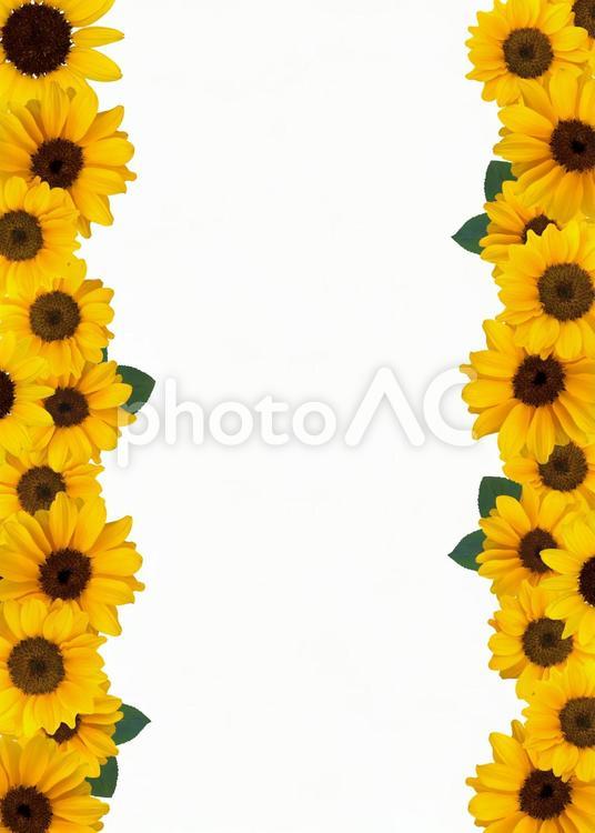 ひまわり　切り抜きパス ヒマワリ,向日葵,花の写真素材