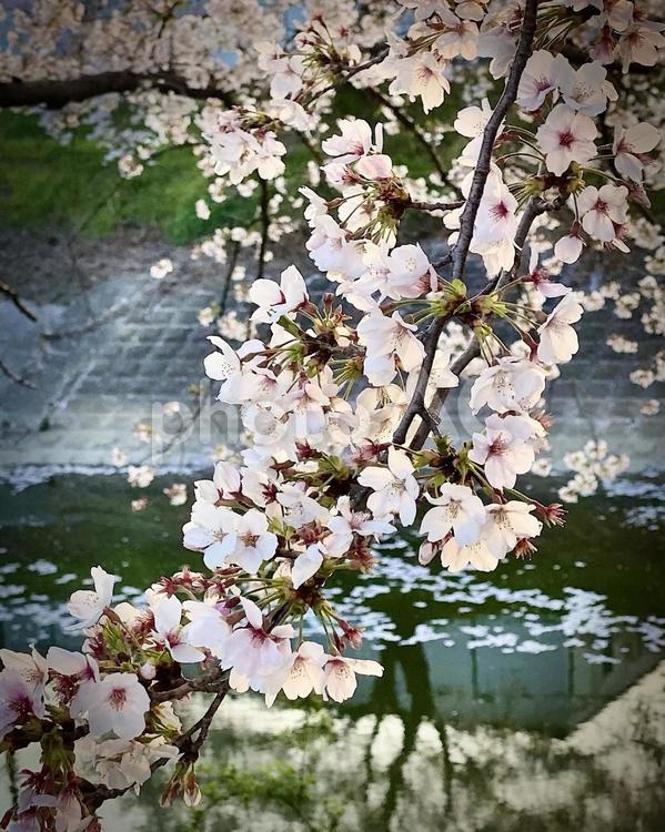 桜の木のアップ 桜,桜の木,薄ピンク色の写真素材