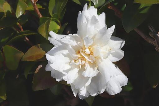 油茶の花 ユチャの花,つばき科,冬期の写真素材