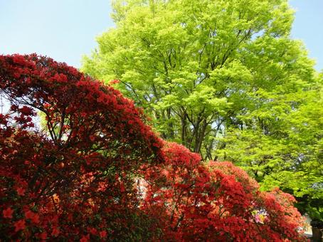 Vividly blooming azalea flowers (close-up), JPG Vividly blooming azalea flowers (close-up), JPG