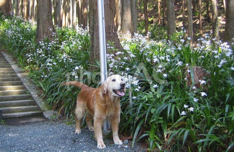 シャガと愛犬 散歩,ゴールデンリトリバー,林の写真素材