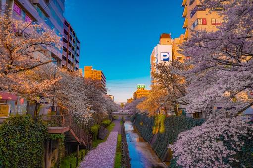 春の散策路多摩センター乞田川 春の散策路多摩センター乞田川 桜,歩道,川の写真素材