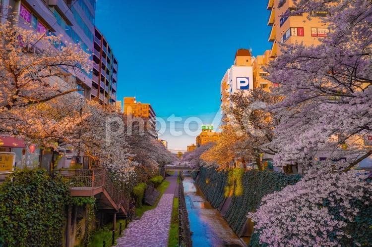春の散策路多摩センター乞田川 桜,歩道,川の写真素材