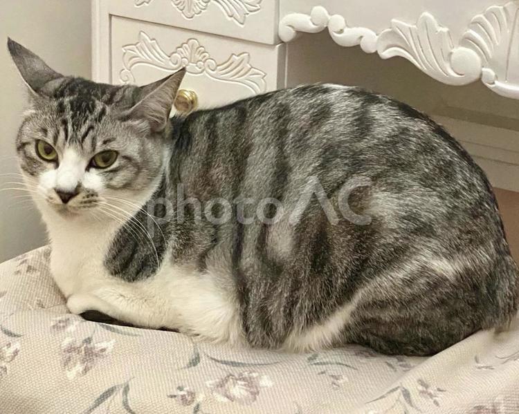 香箱座りのサバ白にゃんこさま 可愛い,サバシロ,まったりの写真素材