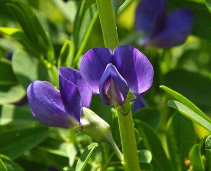 ムラサキセンダイハギ ムラサキセンダイハギ,紫千代萩,バプティシアの写真素材