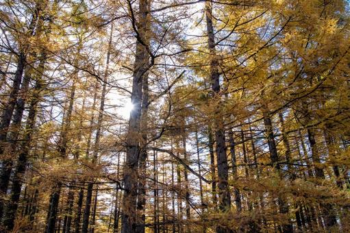 黄金のカラマツ林と光 木漏れ日,幹,カラマツの写真素材