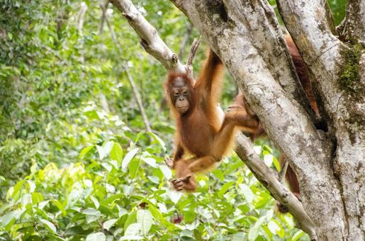 木にぶら下がるオランウータンの子ども 木にぶら下がるオランウータンの子どもの写真