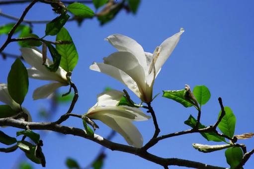 コブシ② コブシ,白い花,花の写真素材