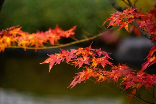 枝先に色づく紅葉 枝先に色づく紅葉 紅葉,もみじ,秋の葉の写真素材