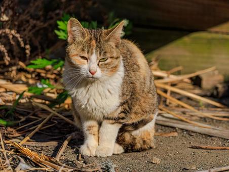猫の島で出会った野良猫さんです。 猫の島で出会った野良猫さんです。 猫,野良猫,地域猫の写真素材
