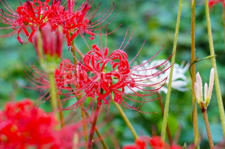 秋雨と彼岸花　赤　3 彼岸花,秋,秋雨の写真素材
