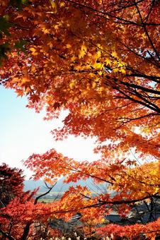 秋 紅葉 紅葉 空 秋 紅葉 紅葉 空の写真