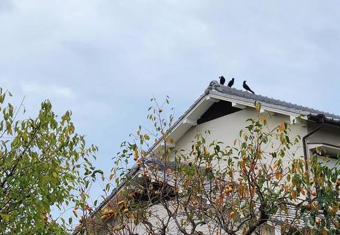 柿の木と三羽烏 柿の木と三羽烏 カラス,三羽烏,鳥の写真素材
