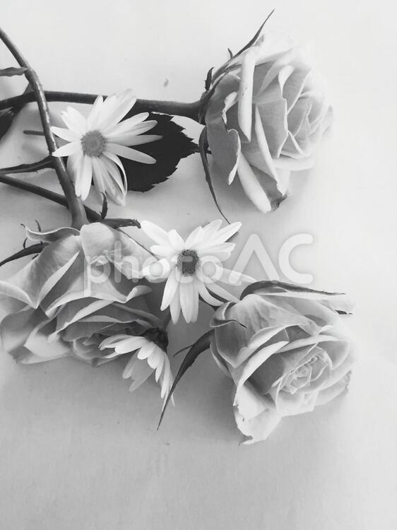 ばらの花と白い花 オーナメント（アート）,デザイン（装飾）,バックグランドの写真素材