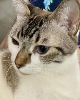 ラブリーシャムミックス猫様の斜め顔 ラブリーシャムミックス猫様の斜め顔の写真
