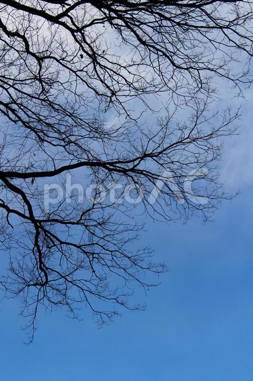 枯れ木と青空 枯れ木,青い空,青空の写真素材
