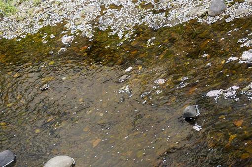 桜の流れる川 桜の流れる川の写真