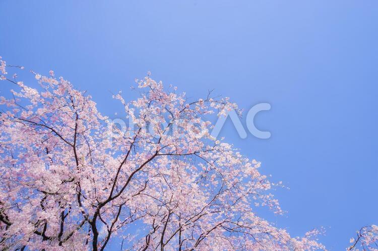 枝垂れ桜と晴天の青空 枝垂れ桜,青空,空の写真素材