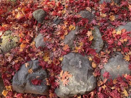 石の上の紅葉した落ち葉 紅葉,落ち葉,石の写真素材