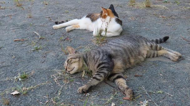 ラブラブでもふもふな三毛猫たちの夕涼み ラブラブでもふもふな三毛猫たちの夕涼み 三毛猫,猫,キジトラの写真素材
