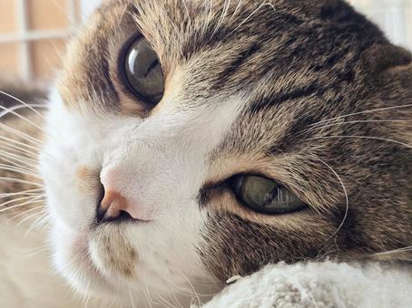 まったりする猫 猫,ネコ,キジシロの写真素材