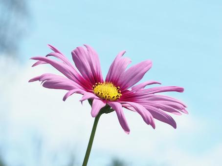 Cosmos in the summer sky, JPG