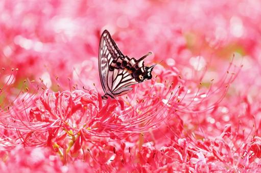 Full blooming red spider lilies and swallowtail butterflies, JPG