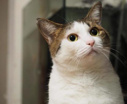 大きな瞳のかわいい猫の写真