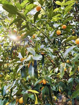 光り輝くキンカン キンカン,光,果実の写真素材