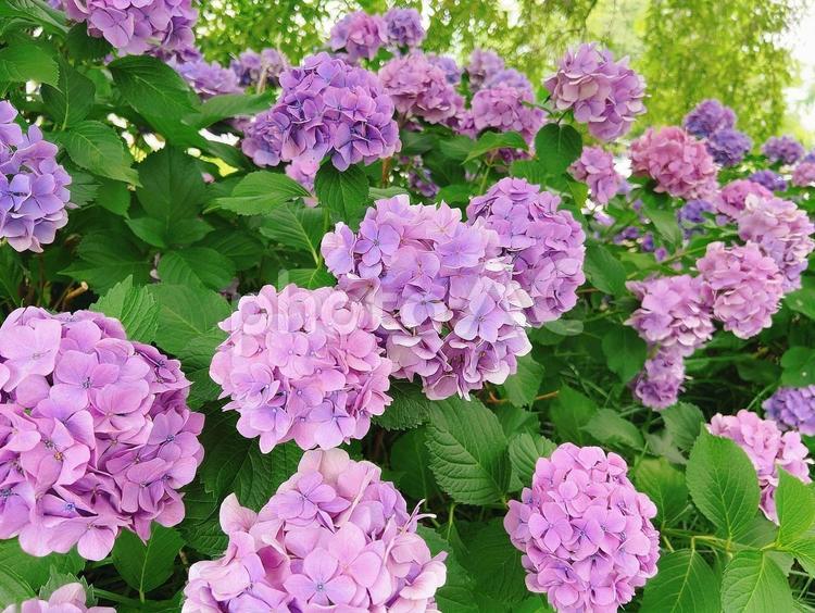 あじさいたくさん 紫陽花,ガーデニング,栽培の写真素材