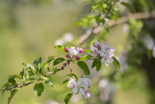 咲き始めたリンゴの花 咲き始めたリンゴの花の写真