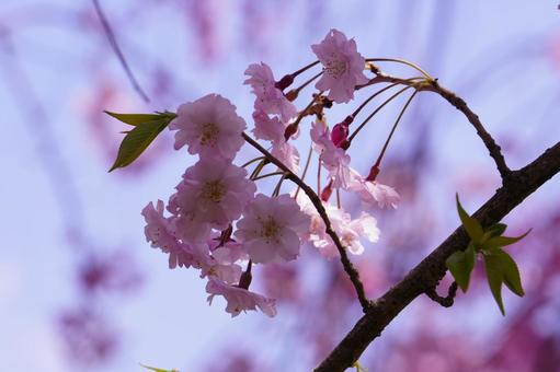 桜のアップした写真2 桜のアップした写真2の写真